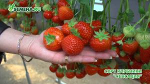 Клубника "СЕНСАЦИЯ" (6 шт.)